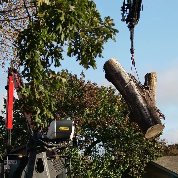 Crane lifting a tree section during removal