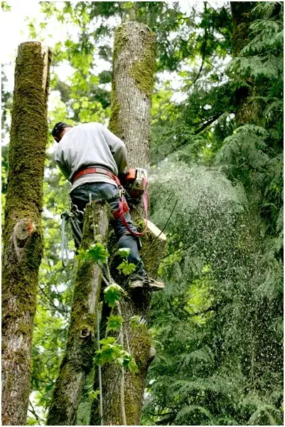 Climber cutting a tall tree