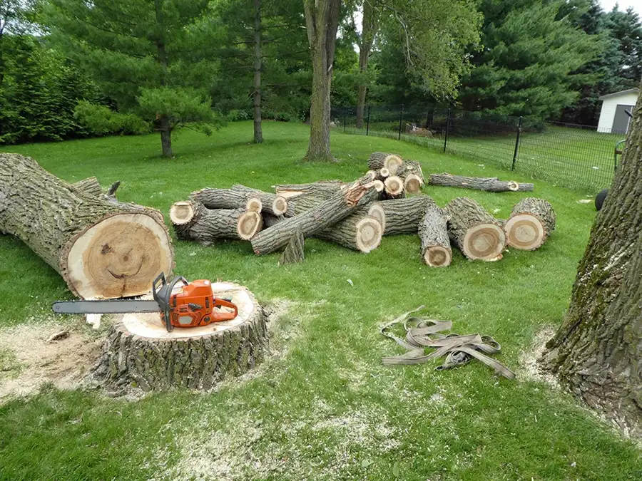 Tree cut into sections after removal
