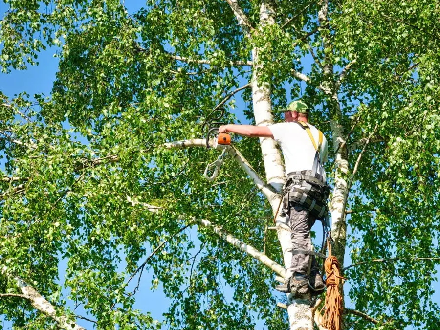 Climber trimming branches high in a tree