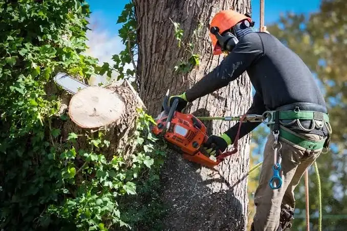 Climber cutting a tree limb with a chainsaw