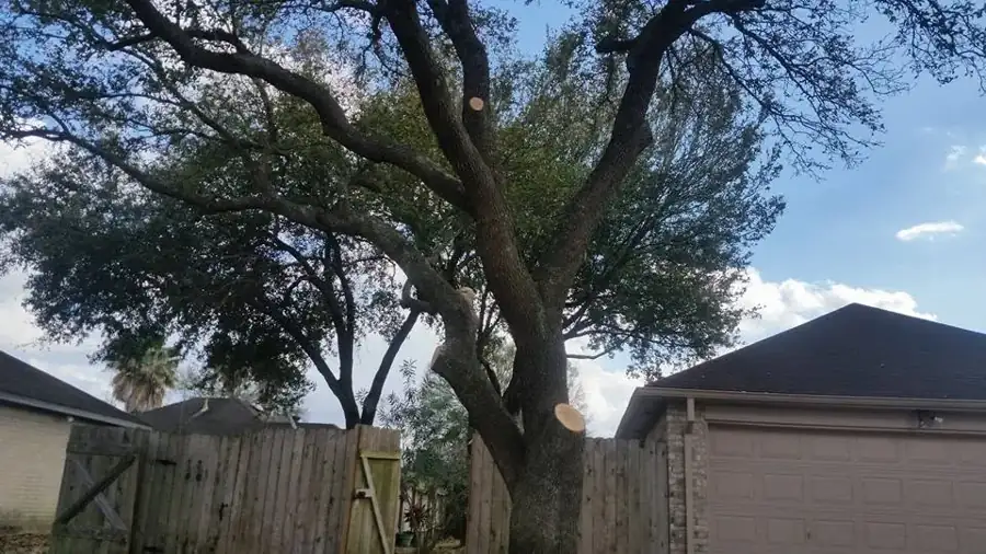 Oak tree after crown thinning and limb removal