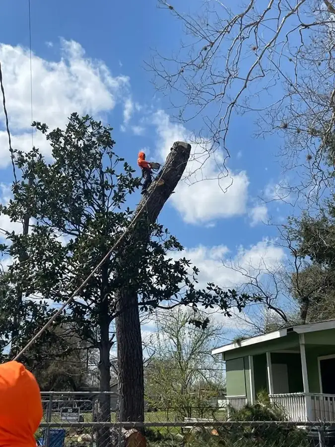 Climber topping a tall trunk with a chainsaw