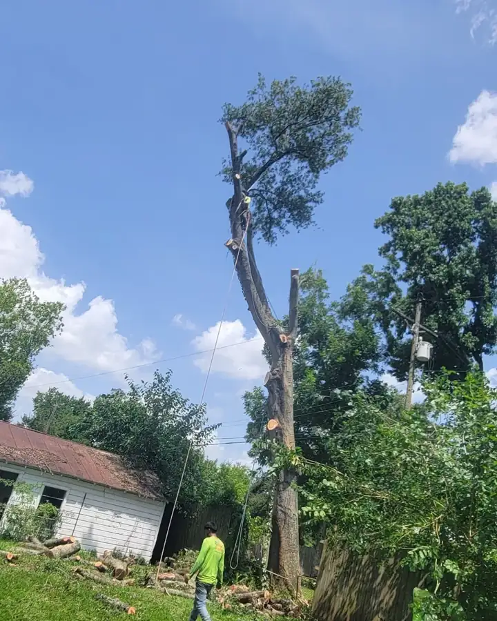 Tall tree sectioned down beside a home