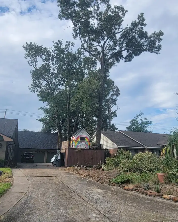 Large tree trimmed back beside a driveway