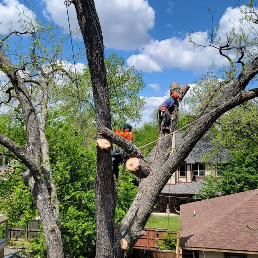 Two climbers working in a split trunk