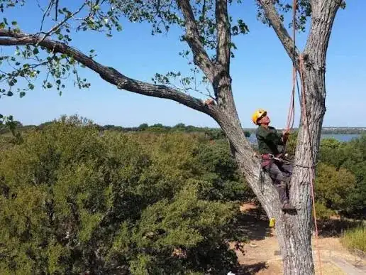 Climber roping up a lake-side trunk