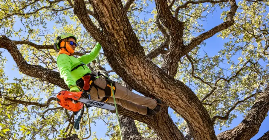 Climber with a chainsaw high in an oak canopy